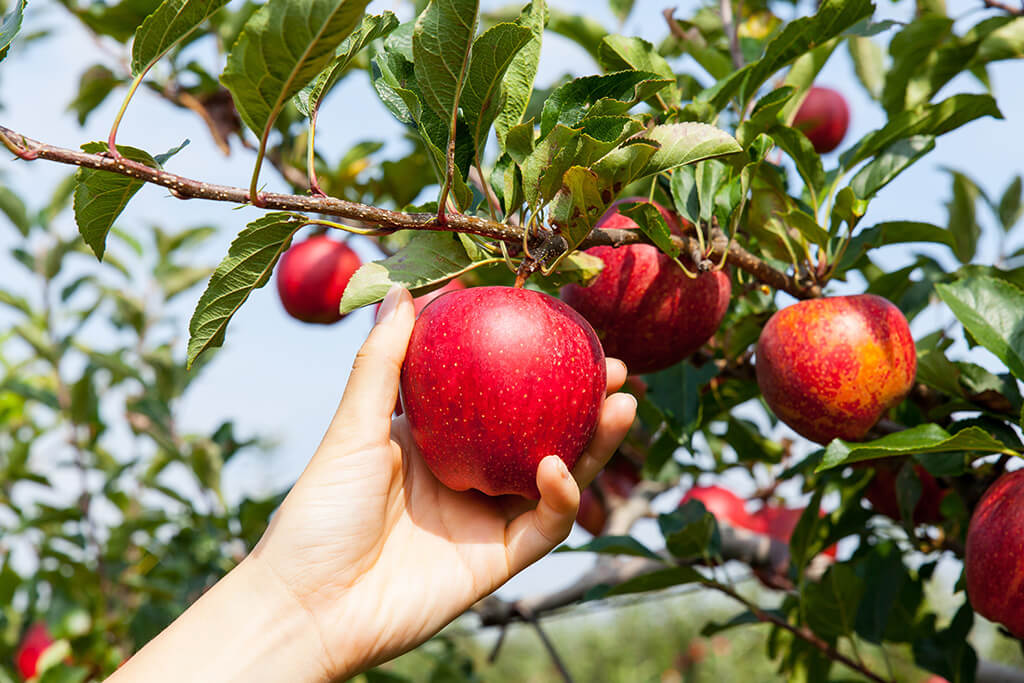 Äpfel: 9 Fakten, die du nicht gewusst hast!